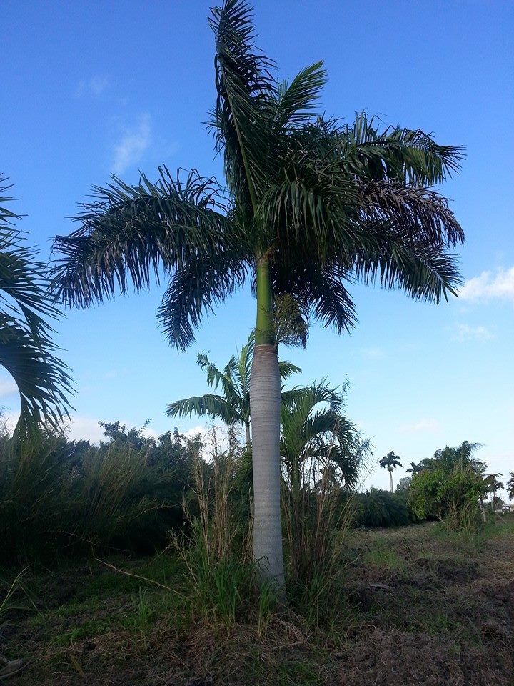 Fort Myers Florida Wholesale Palm Trees
